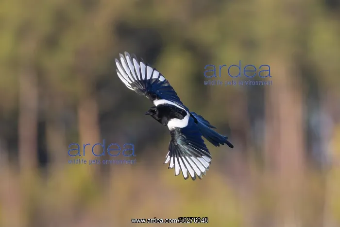 : Eurasian Magpie flight : Eurasian Magpie flight