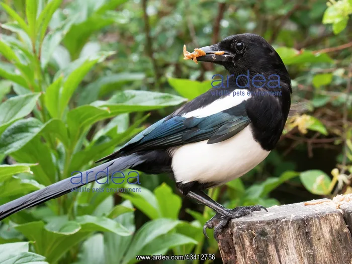 : Eurasian Magpie - with mealworms in beak - UK : Eurasian Magpie - with mealworms in beak - UK