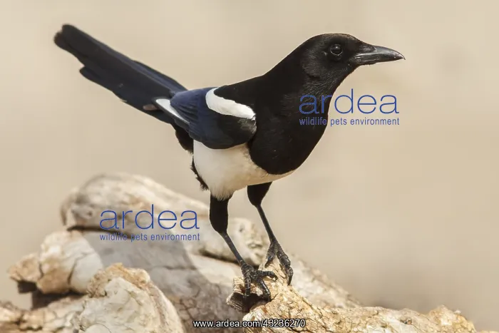 : Eurasian Magpie perched on dry trunk Castilla La Mancha : Eurasian Magpie perched on dry trunk Castilla La Mancha