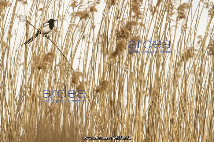 : Eurasian Magpie perched on marsh grass Castilla La Manch : Eurasian Magpie perched on marsh grass Castilla La Manch