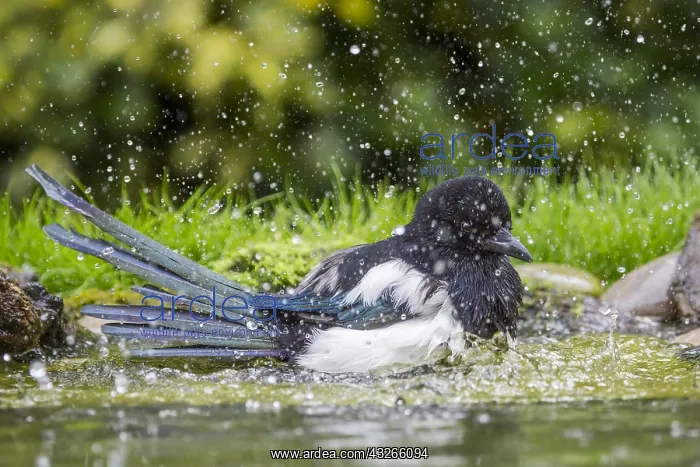 : Eurasian Magpie (Pica pica) bathing, England, E : Eurasian Magpie (Pica pica) bathing, England, E
