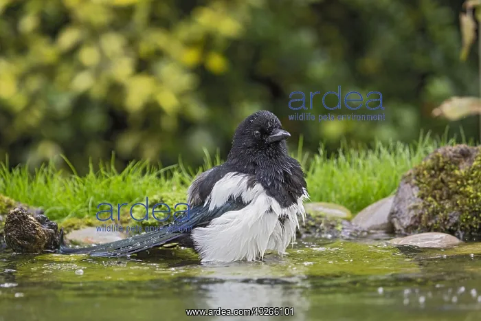 : Eurasian Magpie (Pica pica) bathing, England, E : Eurasian Magpie (Pica pica) bathing, England, E