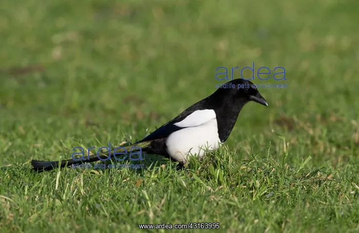 : Eurasian Magpie (Pica pica) foraging in meadow : Eurasian Magpie (Pica pica) foraging in meadow
