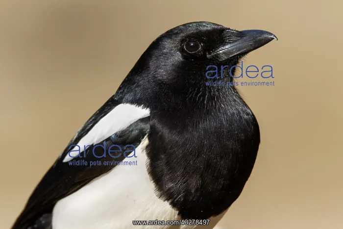 : Eurasian Magpie - portrait - Valladolid, Spain : Eurasian Magpie - portrait - Valladolid, Spain