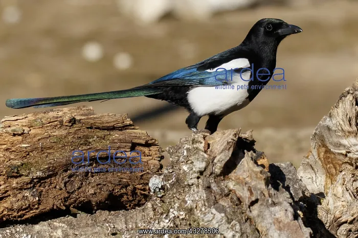: Eurasian Magpie - portrait - Valladolid, Spain : Eurasian Magpie - portrait - Valladolid, Spain