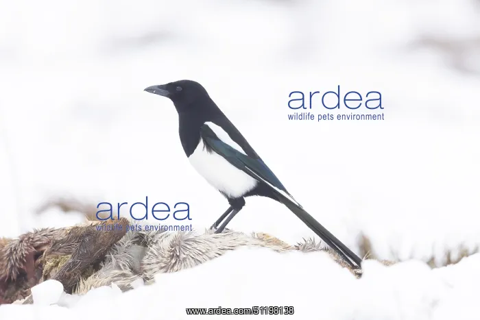: Eurasian Magpie Winter : Eurasian Magpie Winter