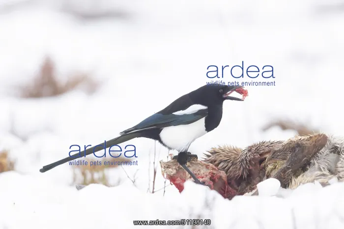 : Eurasian Magpie Winter : Eurasian Magpie Winter