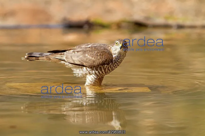 : Eurasian / Northern Sparrowhawk - adult female : Eurasian / Northern Sparrowhawk - adult female