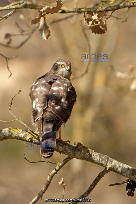 : Eurasian / Northern Sparrowhawk - adult female - in tree : Eurasian / Northern Sparrowhawk - adult female - in tree