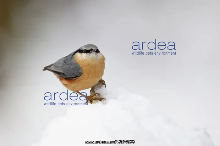 : Eurasian Nuthatch : Eurasian Nuthatch