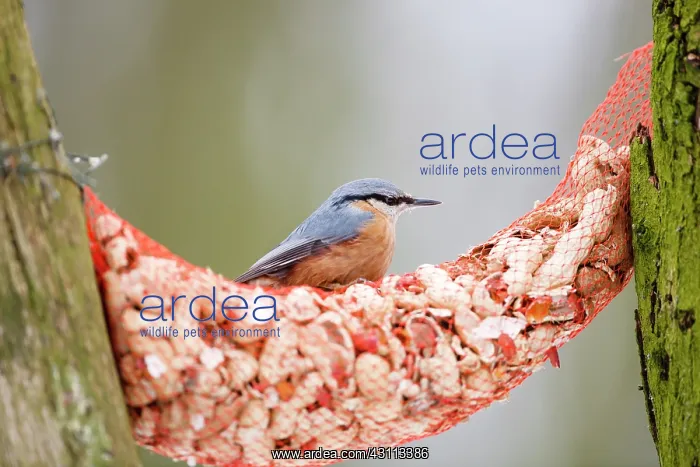: Eurasian Nuthatch : Eurasian Nuthatch