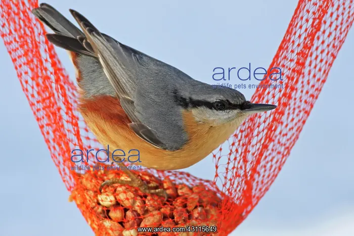 : Eurasian Nuthatch : Eurasian Nuthatch