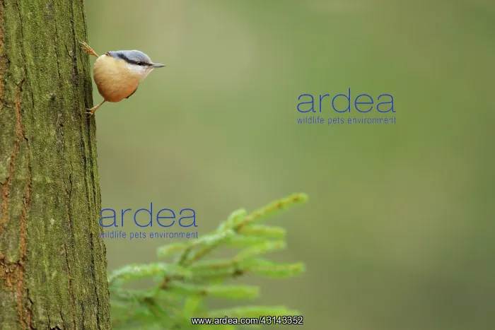 : Eurasian Nuthatch : Eurasian Nuthatch