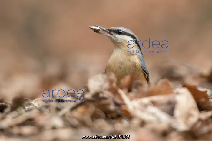 : Eurasian Nuthatch : Eurasian Nuthatch