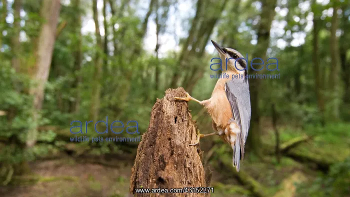 : Eurasian Nuthatch : Eurasian Nuthatch
