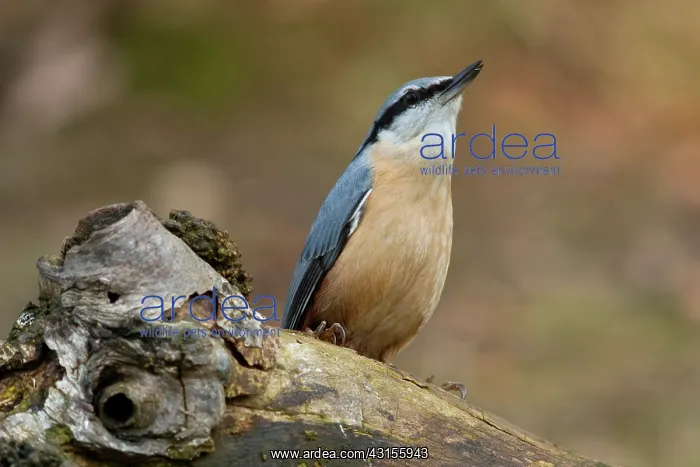 : Eurasian Nuthatch : Eurasian Nuthatch