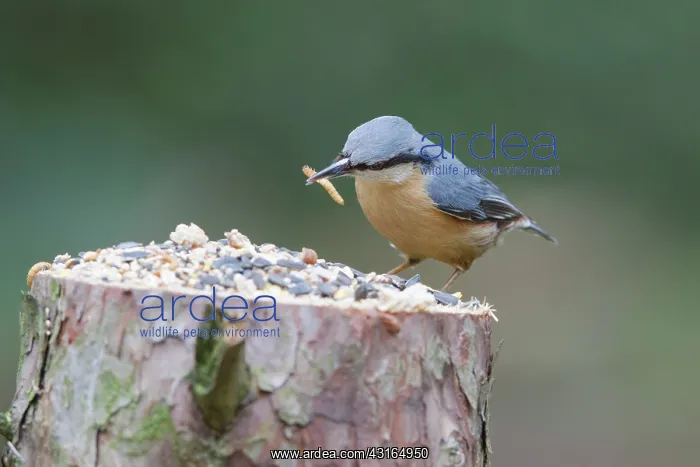 : Eurasian Nuthatch : Eurasian Nuthatch