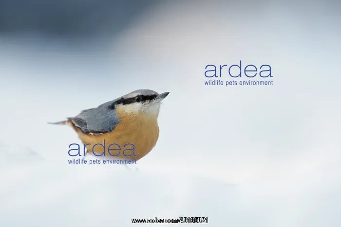 : Eurasian Nuthatch : Eurasian Nuthatch