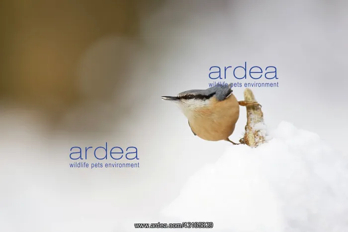 : Eurasian Nuthatch : Eurasian Nuthatch
