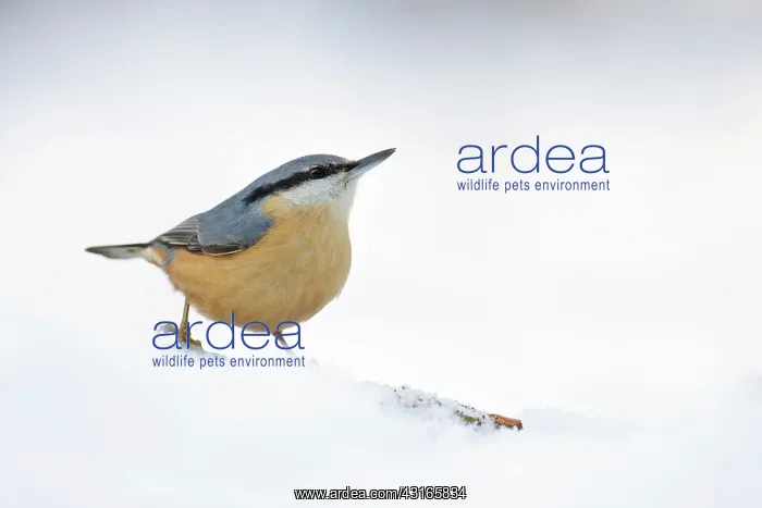 : Eurasian Nuthatch : Eurasian Nuthatch