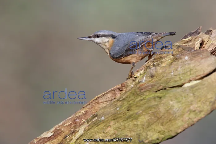 : Eurasian Nuthatch : Eurasian Nuthatch