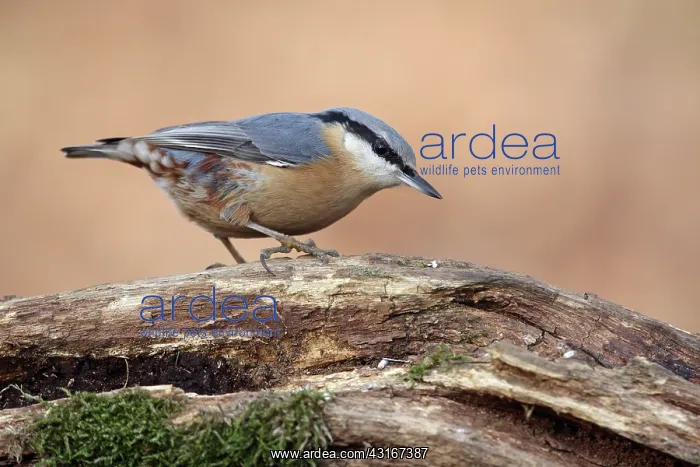  : Eurasian Nuthatch