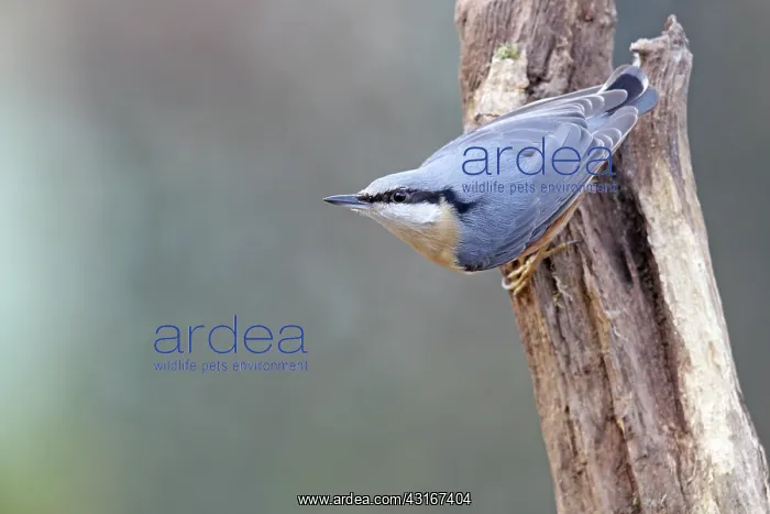 : Eurasian Nuthatch : Eurasian Nuthatch