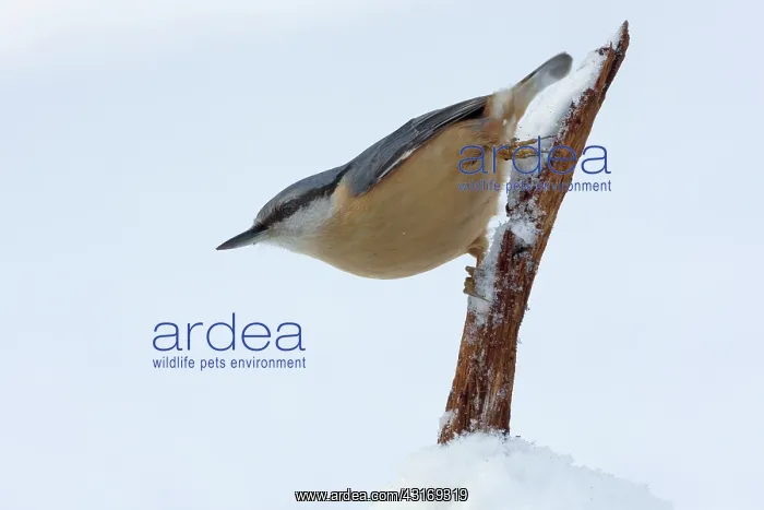 : Eurasian Nuthatch : Eurasian Nuthatch