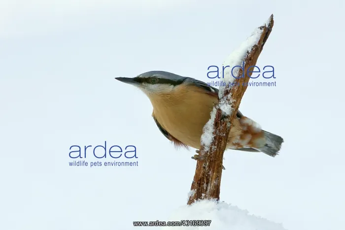: Eurasian Nuthatch : Eurasian Nuthatch