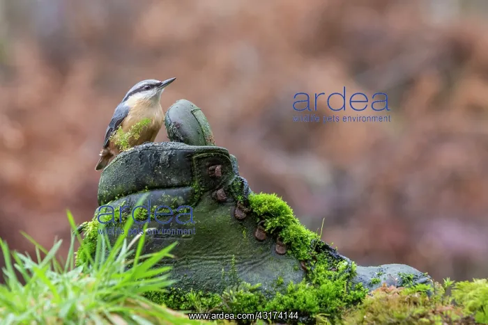 : Eurasian Nuthatch : Eurasian Nuthatch