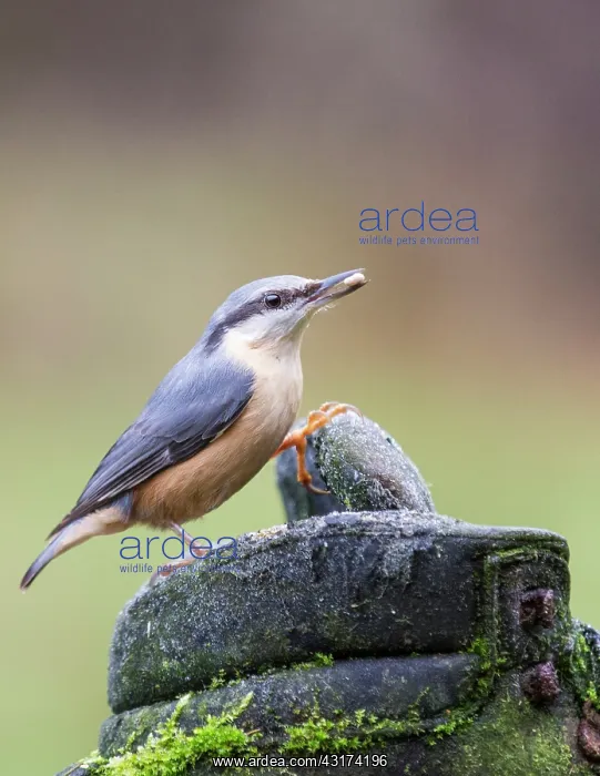: Eurasian Nuthatch : Eurasian Nuthatch