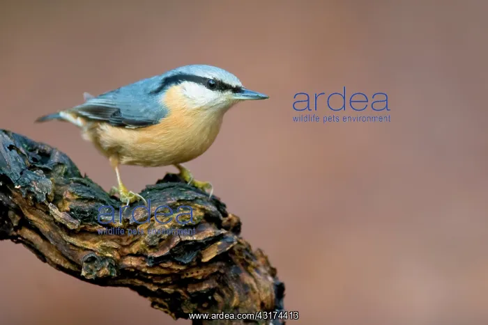 : Eurasian Nuthatch : Eurasian Nuthatch