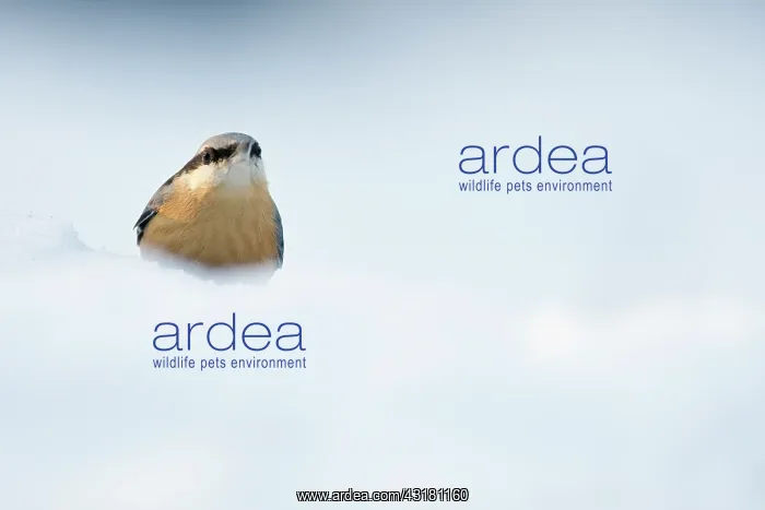 : Eurasian Nuthatch : Eurasian Nuthatch