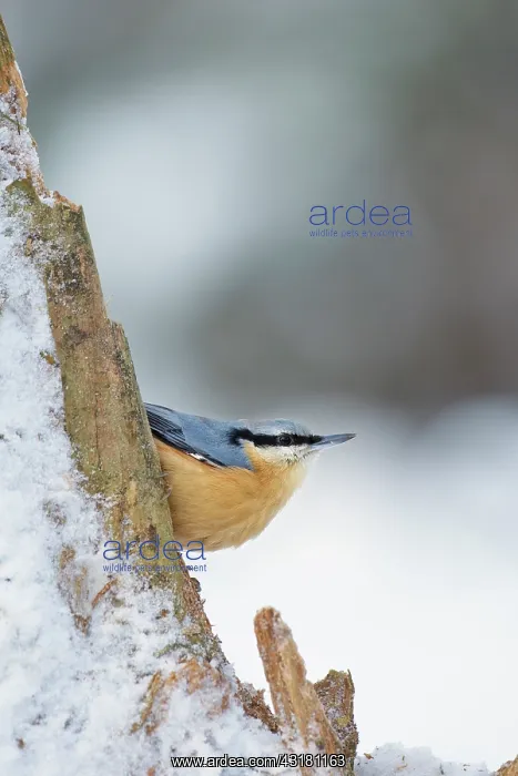: Eurasian Nuthatch : Eurasian Nuthatch