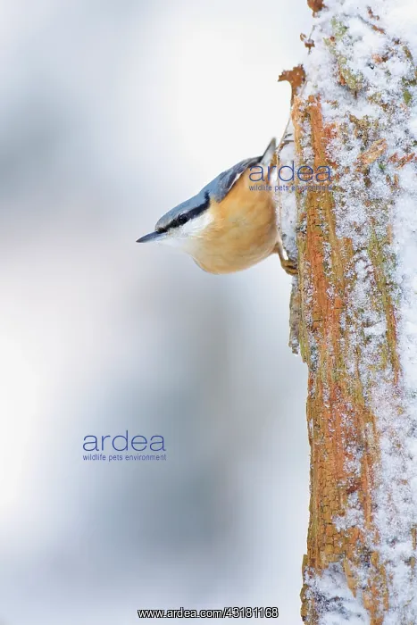: Eurasian Nuthatch : Eurasian Nuthatch