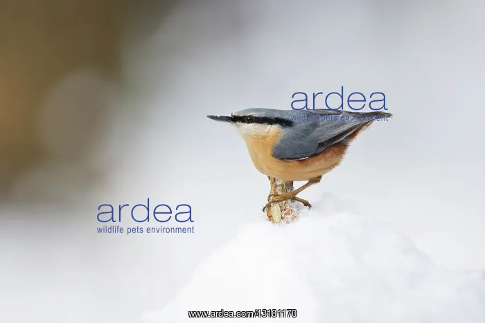 : Eurasian Nuthatch : Eurasian Nuthatch