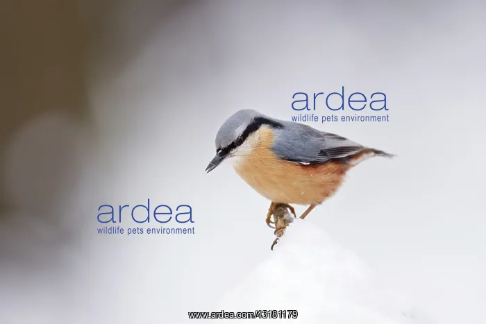 : Eurasian Nuthatch : Eurasian Nuthatch