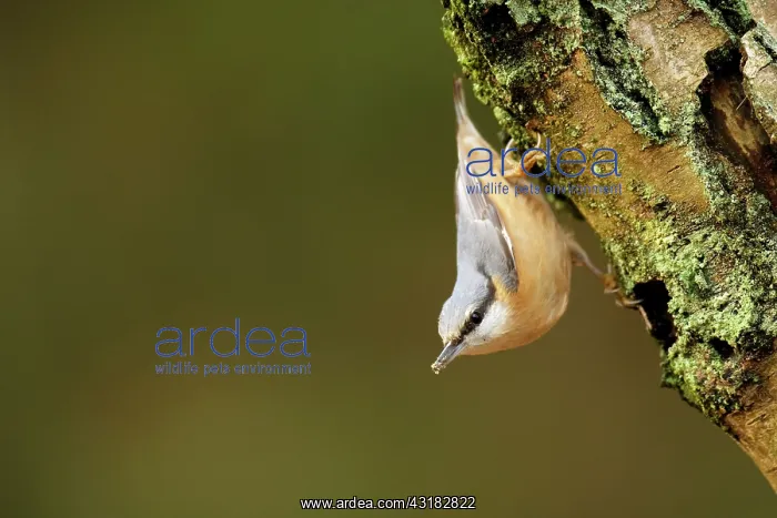 : Eurasian Nuthatch : Eurasian Nuthatch