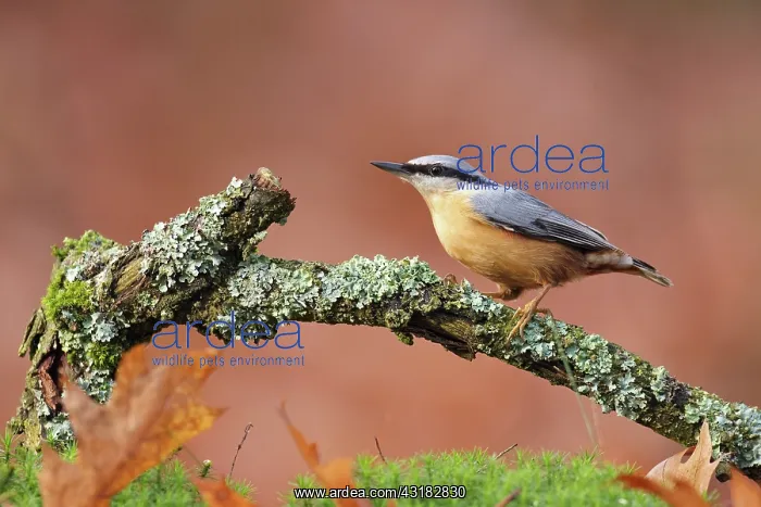  : Eurasian Nuthatch