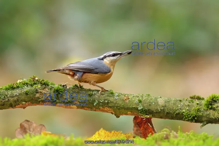 : Eurasian Nuthatch : Eurasian Nuthatch