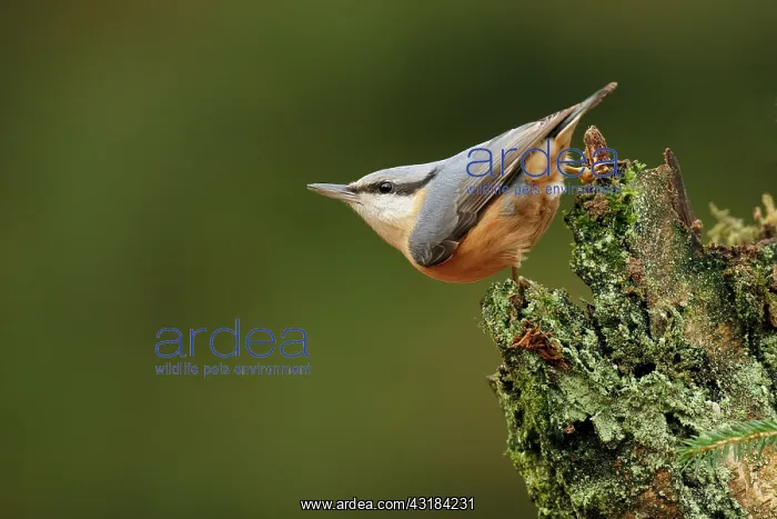  : Eurasian Nuthatch