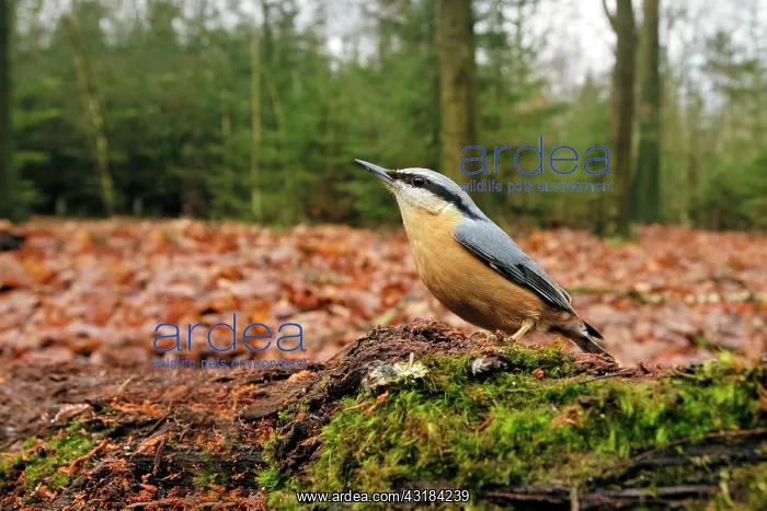  : Eurasian Nuthatch