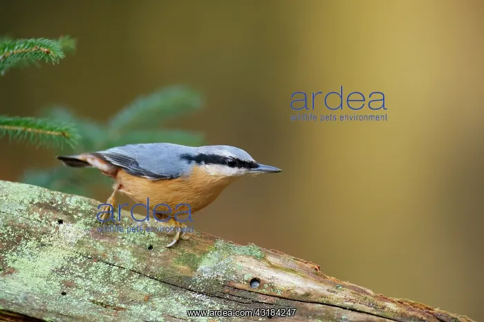 : Eurasian Nuthatch : Eurasian Nuthatch