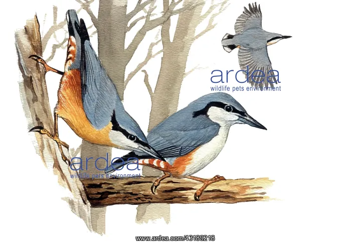 : Eurasian Nuthatch : Eurasian Nuthatch