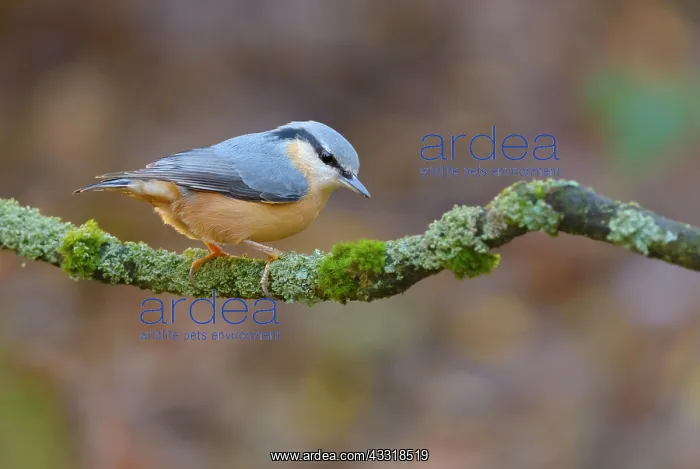 : Eurasian Nuthatch : Eurasian Nuthatch