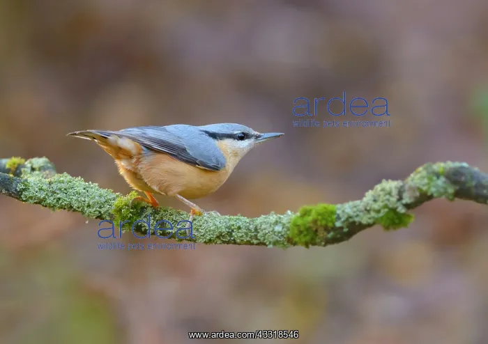 : Eurasian Nuthatch : Eurasian Nuthatch