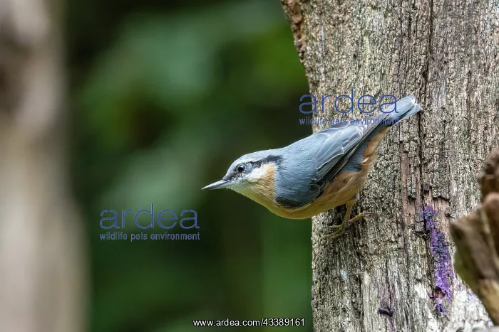 : EURASIAN NUTHATCH : EURASIAN NUTHATCH