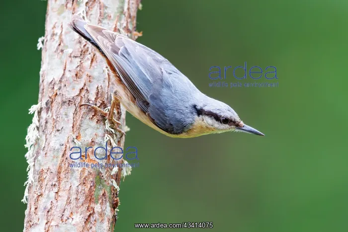 : Eurasian nuthatch : Eurasian nuthatch