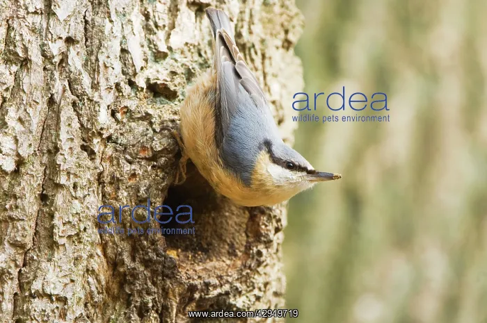 : Eurasian Nuthatch - Building nest : Eurasian Nuthatch - Building nest