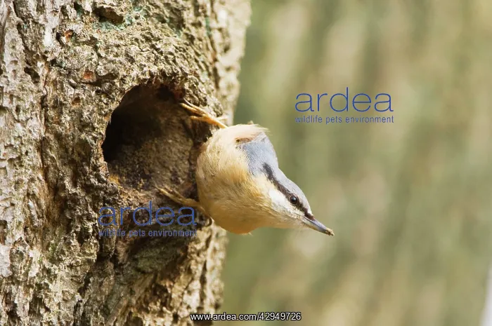 : Eurasian Nuthatch - Building nest : Eurasian Nuthatch - Building nest